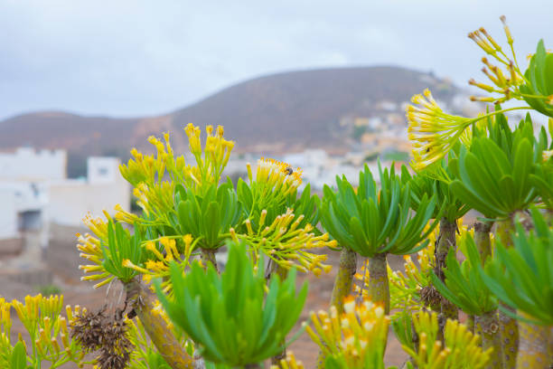 Taibaba plant on bloom